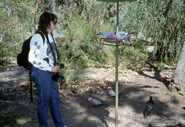Western Australia 9-1997. 076 Yanchep National Park. Sylvia and Pink Gallah