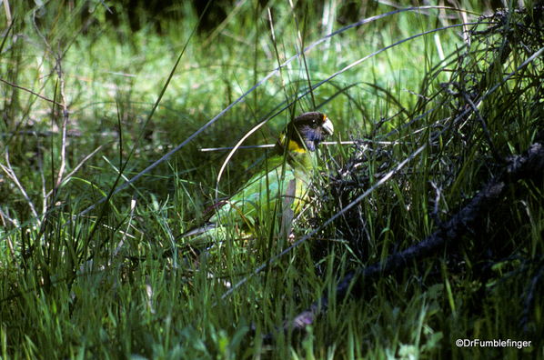 Western Australia 9-1997. 081 Yanchep National Park. Parrot