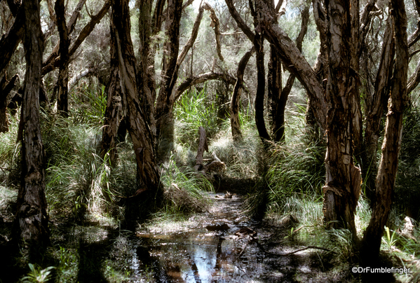 Western Australia 9-1997. 084 Yanchep National Park. Billabong