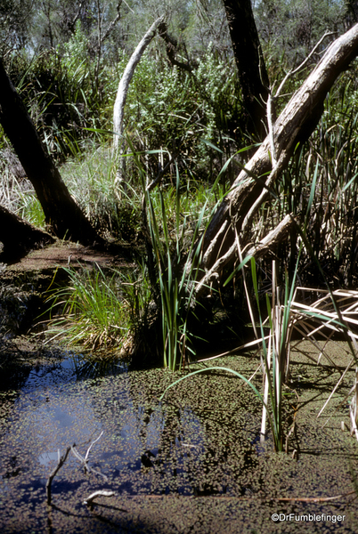 Western Australia 9-1997. 085 Yanchep National Park. Billabong