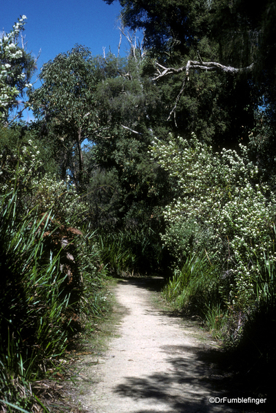 Western Australia 9-1997. 086 Yanchep National Park.