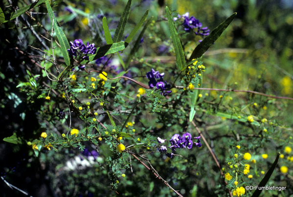 Western Australia 9-1997. 088 Yanchep National Park. Wildflowers