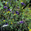 Western Australia 9-1997.  088 Yanchep National Park.  Wildflowers