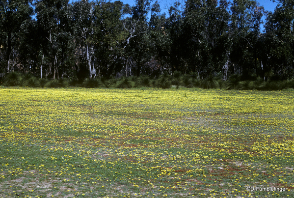 Western Australia 9-1997. 089 Yanchep National Park. Wildflowers