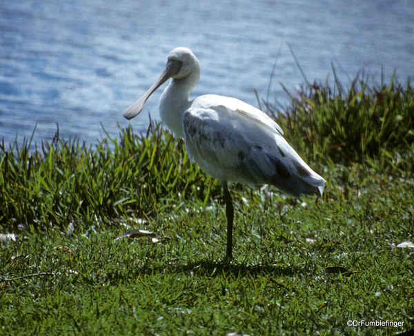 Western Australia 9-1997. 090 Yanchep National Park. Spoonbill