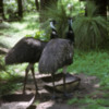 Western Australia 9-1997.  092 Yanchep National Park.  Emus