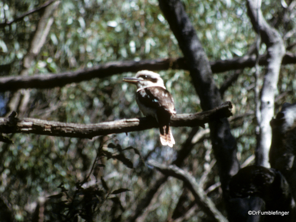 Western Australia 9-1997. 094 Yanchep National Park. Cuckaburroo