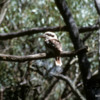 Western Australia 9-1997.  094 Yanchep National Park.  Cuckaburroo