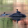 Common Merganser Ducks, Green Riverr, Colorado