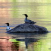 Common Merganser Ducks, Green Riverr, Colorado