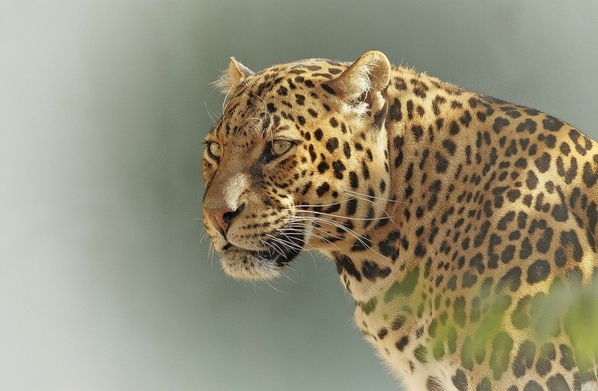 leopard-2798940_1280