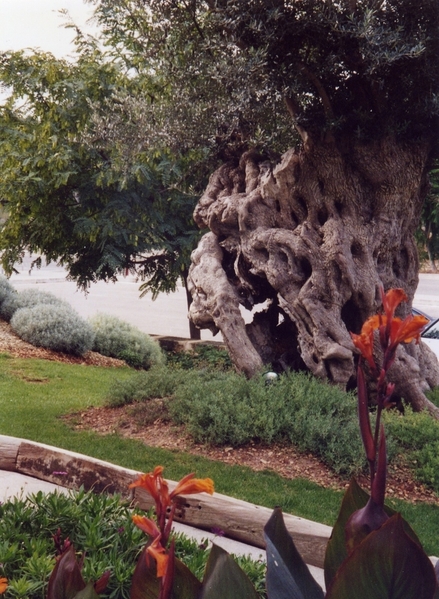 Mallorca Tree