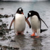 00 Danco Island Penguins