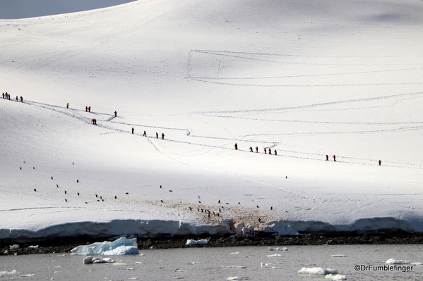 03 Danco Island Penguins