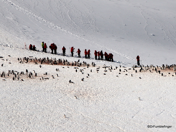 04 Danco Island Penguins
