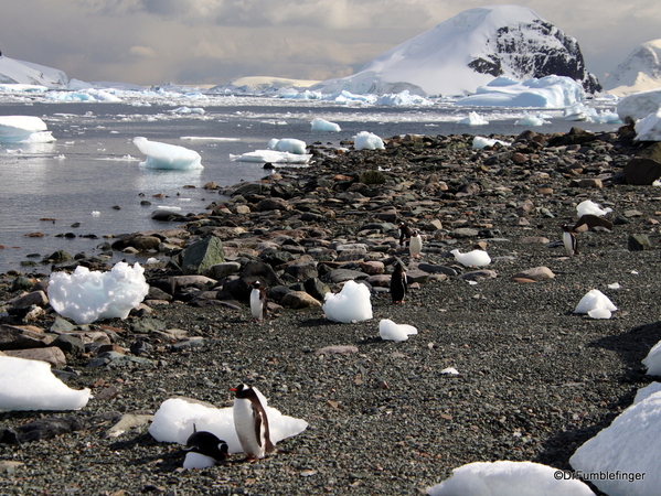 05 Danco Island Penguins