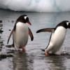06 Danco Island Penguins