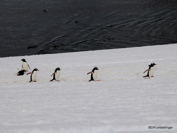 07 Danco Island Penguins