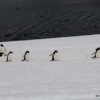 07 Danco Island Penguins