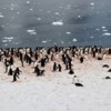 08 Danco Island Penguins