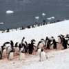 09 Danco Island Penguins