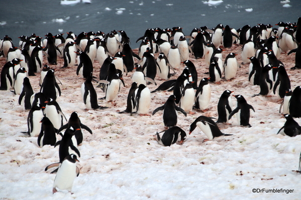 11 Danco Island Penguins