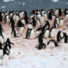 11 Danco Island Penguins