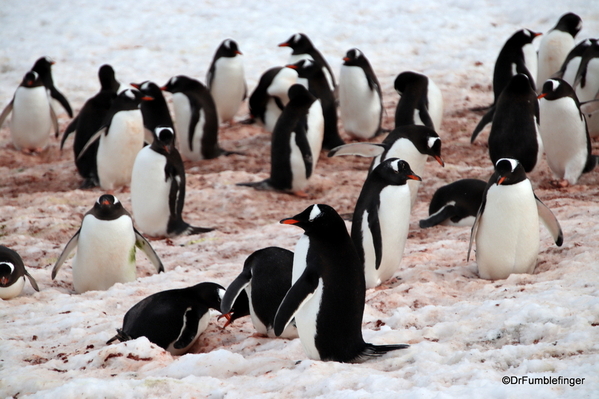 13 Danco Island Penguins