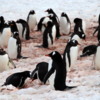 13 Danco Island Penguins