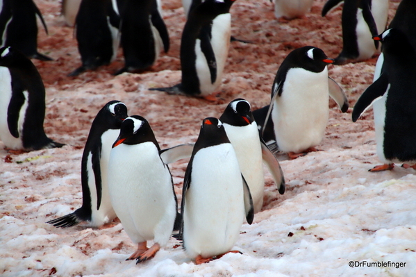 14 Danco Island Penguins