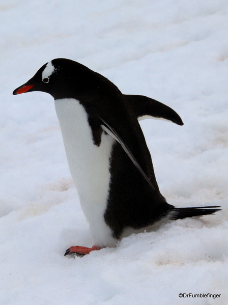 15 Danco Island Penguins