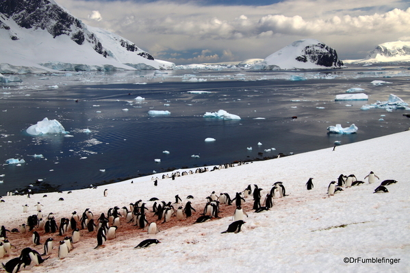 16 Danco Island Penguins