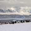 17 Danco Island Penguins
