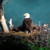 Bald Eagle on nest above shotWWW