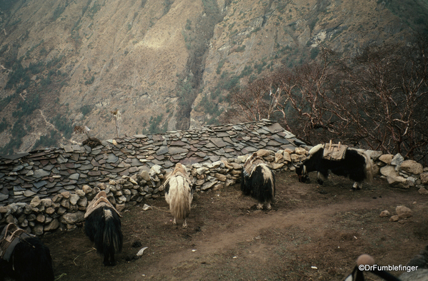 Spare Nepal 04-2002 (79) Phortse Yaks