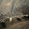 Yaks, a common beast of burder in the high Khumbu