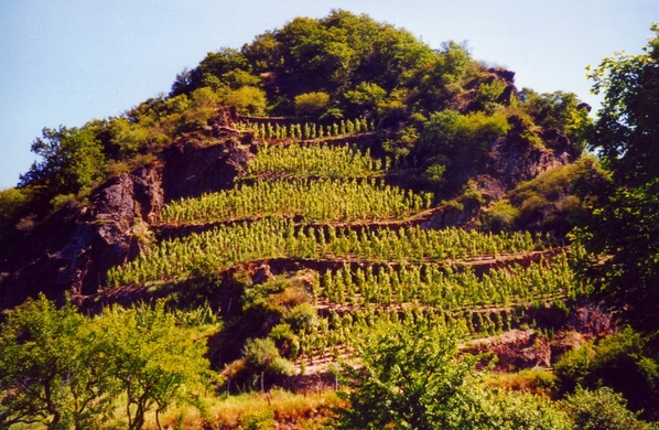 Moselle Vineyard
