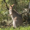 19_red-necked wallaby-gd757f077e_1280
