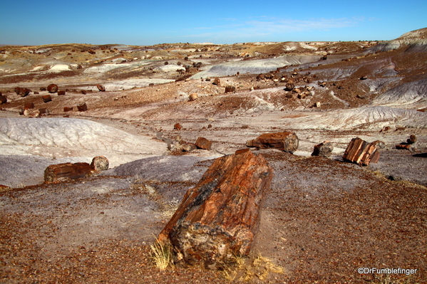 06 Petrified Forest