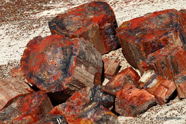 09 Petrified Forest