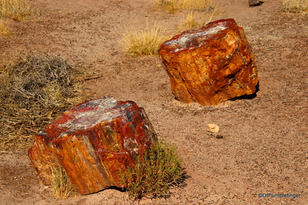 10 Petrified Forest