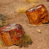10 Petrified Forest