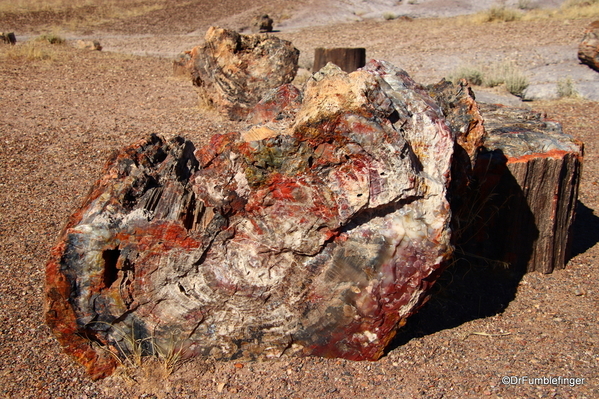 11 Petrified Forest