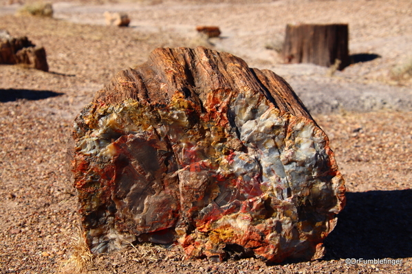 12 Petrified Forest