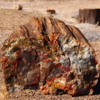 12 Petrified Forest