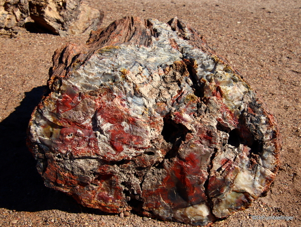 13 Petrified Forest