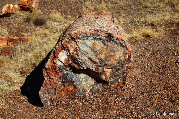 14 Petrified Forest