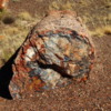 14 Petrified Forest
