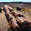 16 Petrified Forest