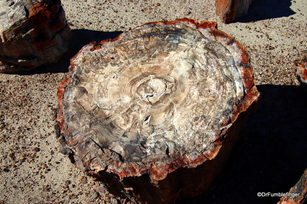 17 Petrified Forest